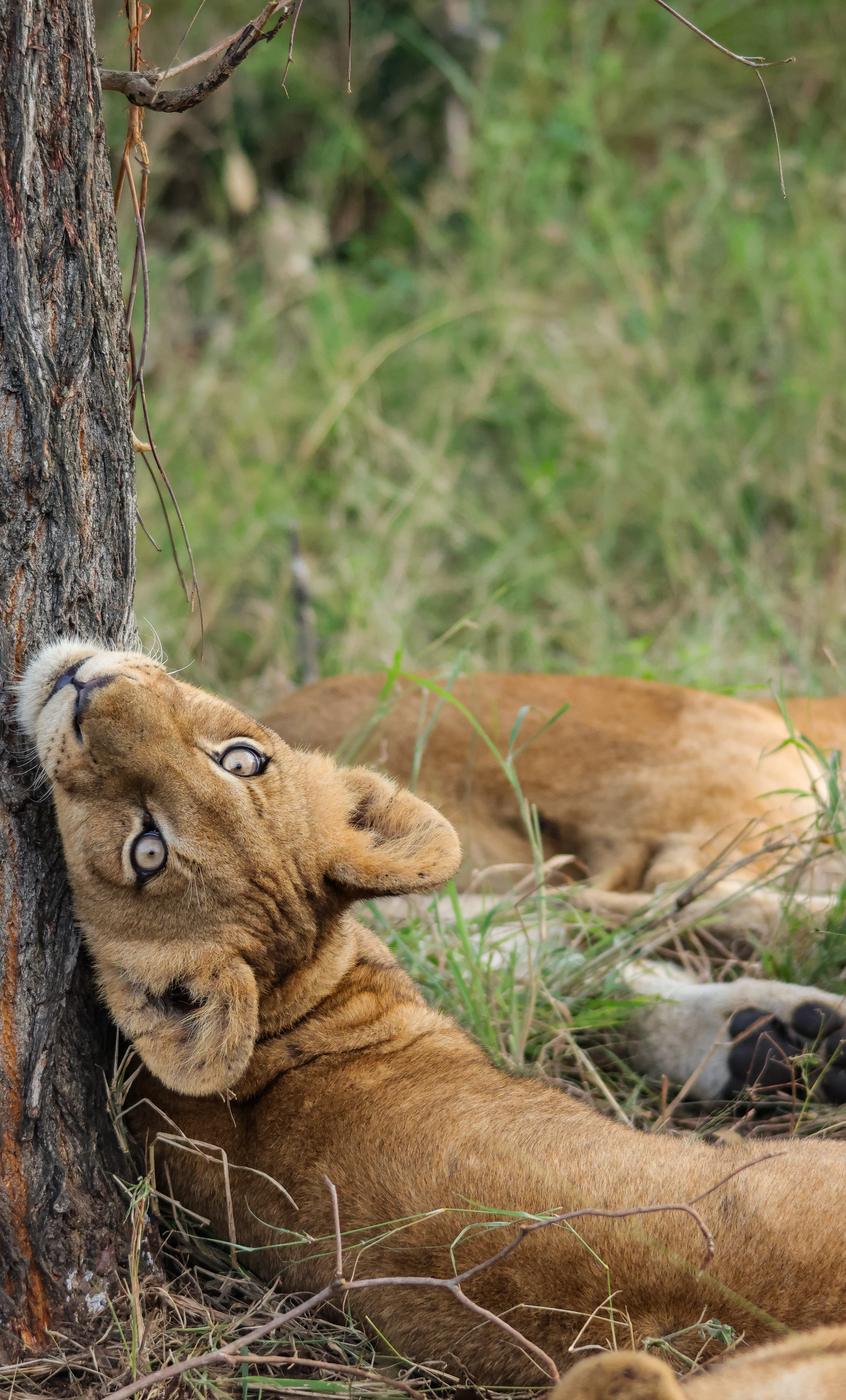 Lion cub resting