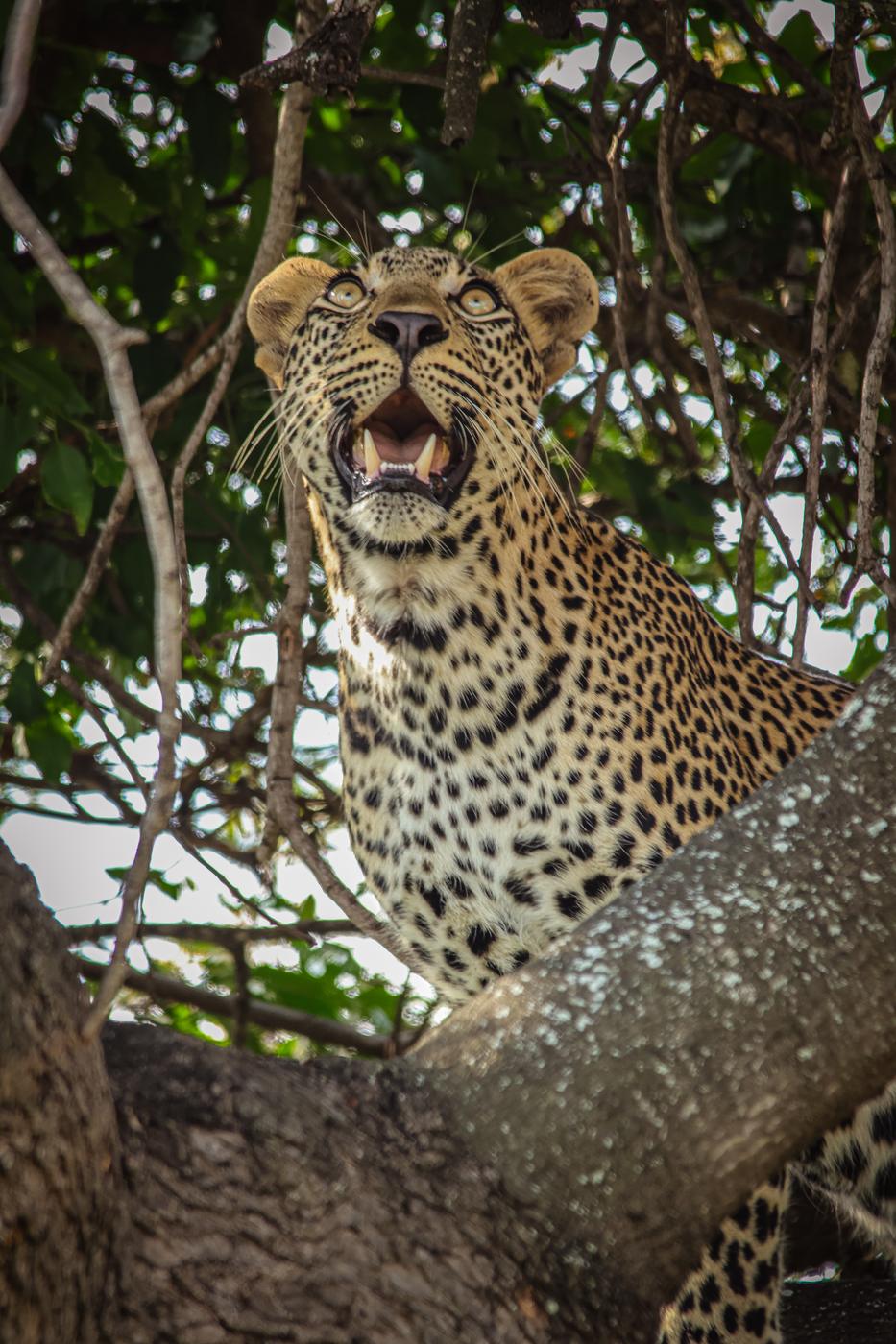 Leopard calling from a marula branch