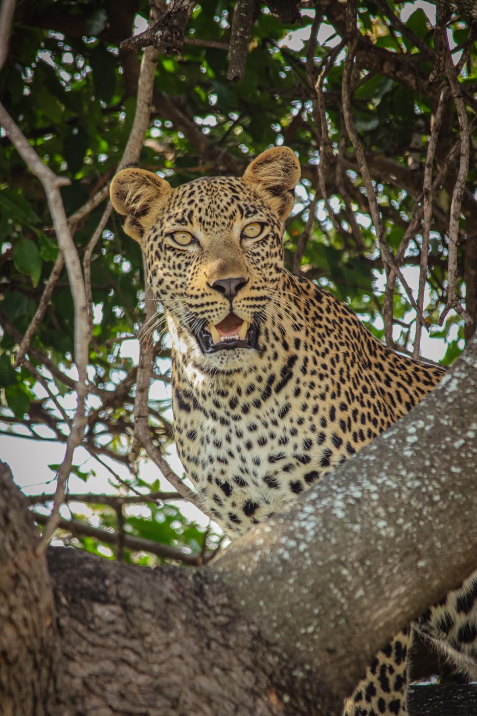 Leopard in a tree