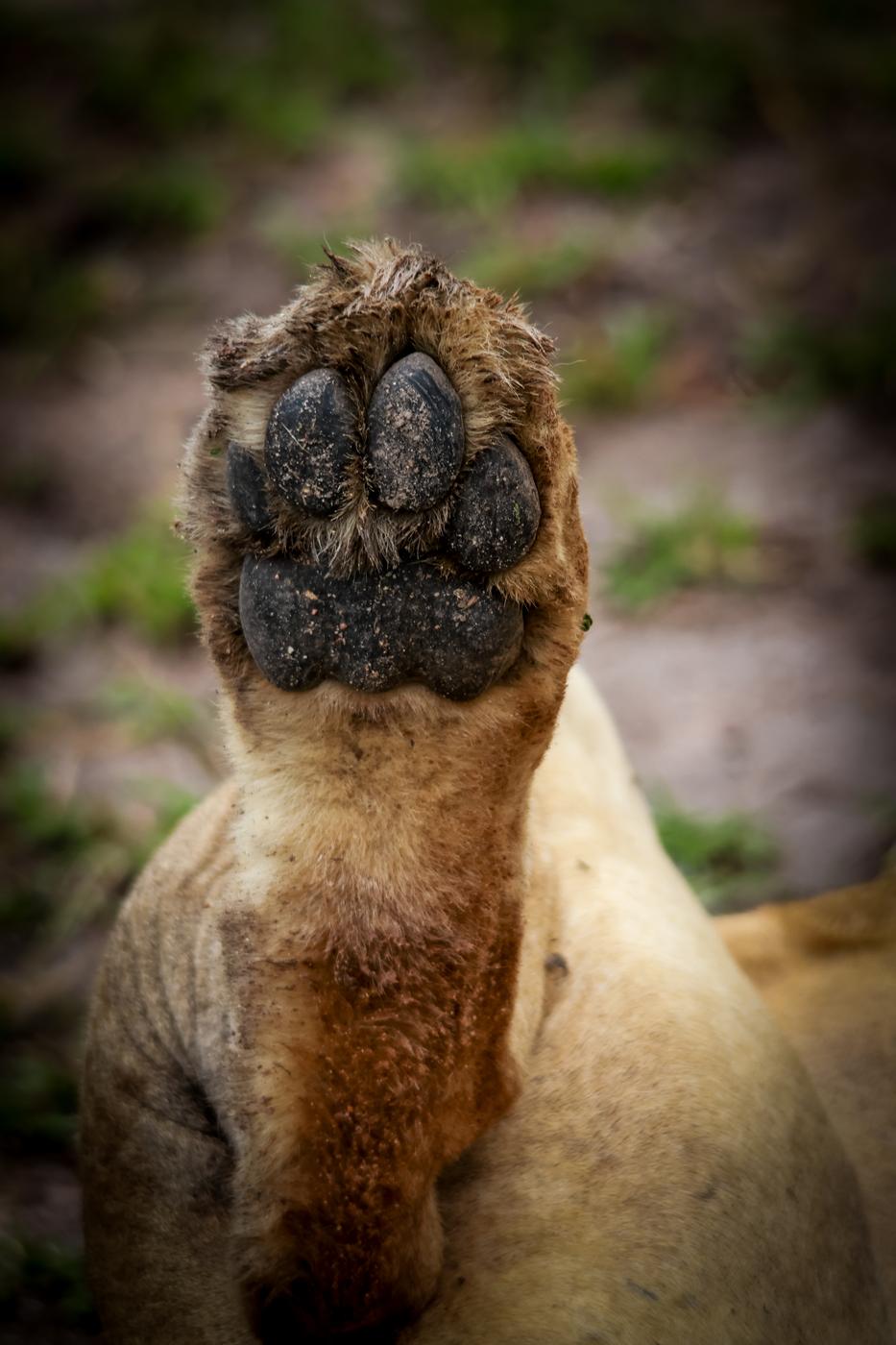 Lion paw