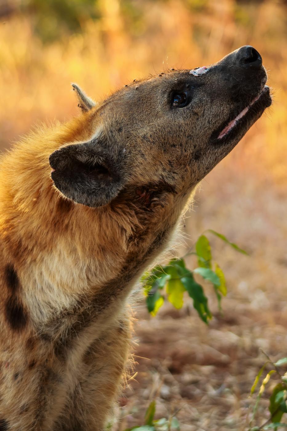 Spotted hyena in evening light