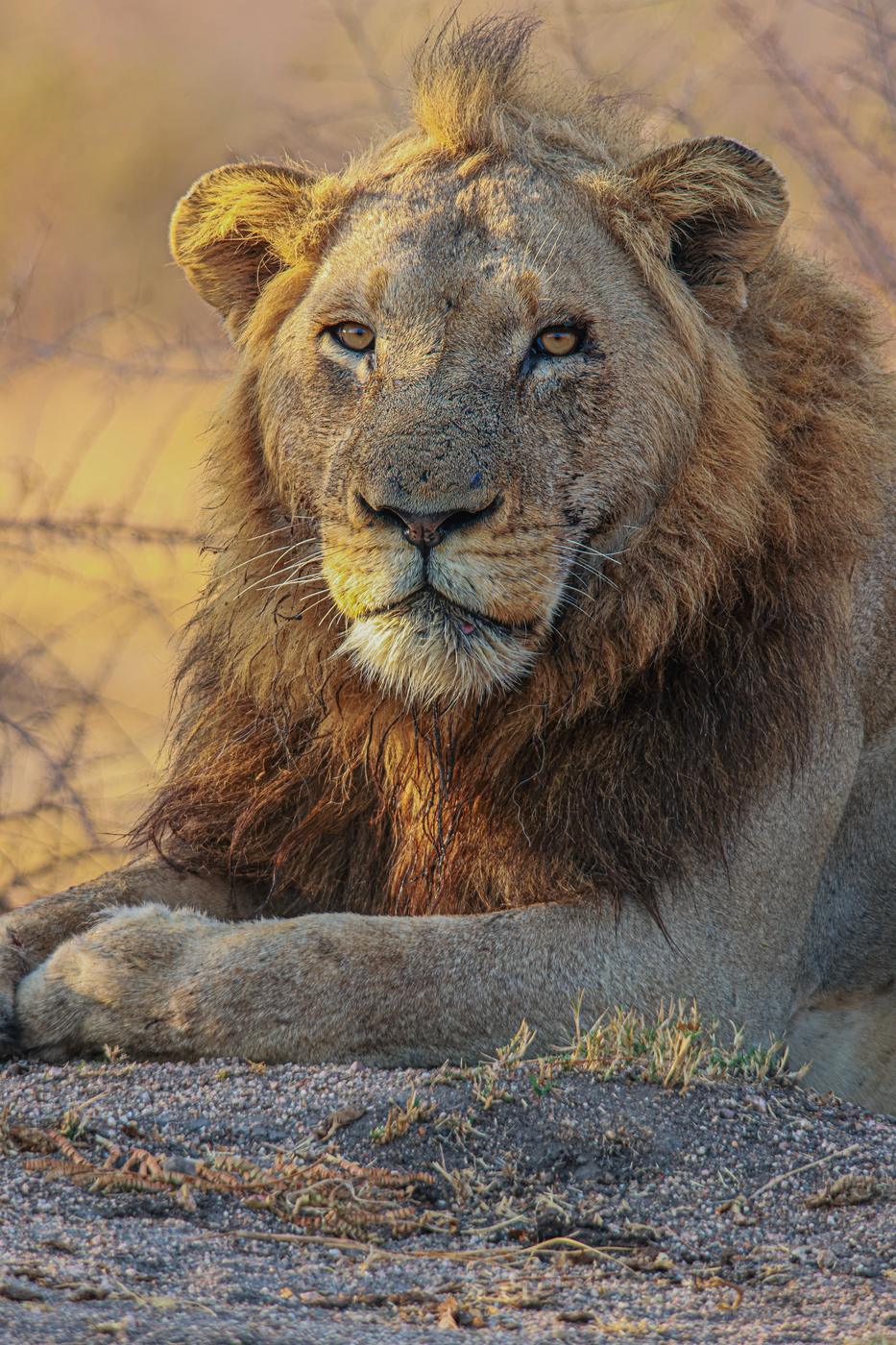 Male lion at rest