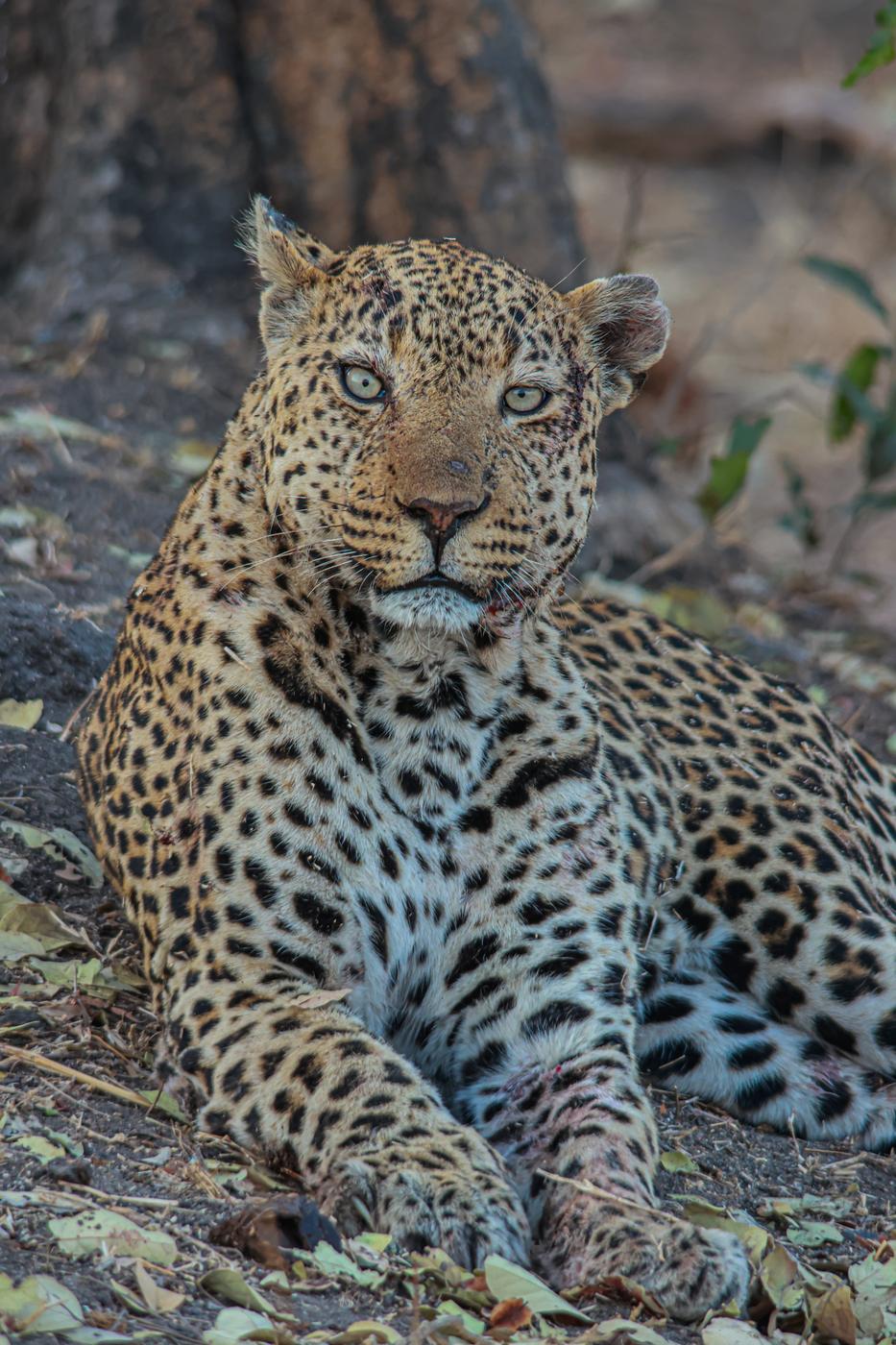 Leopard in leaf litter