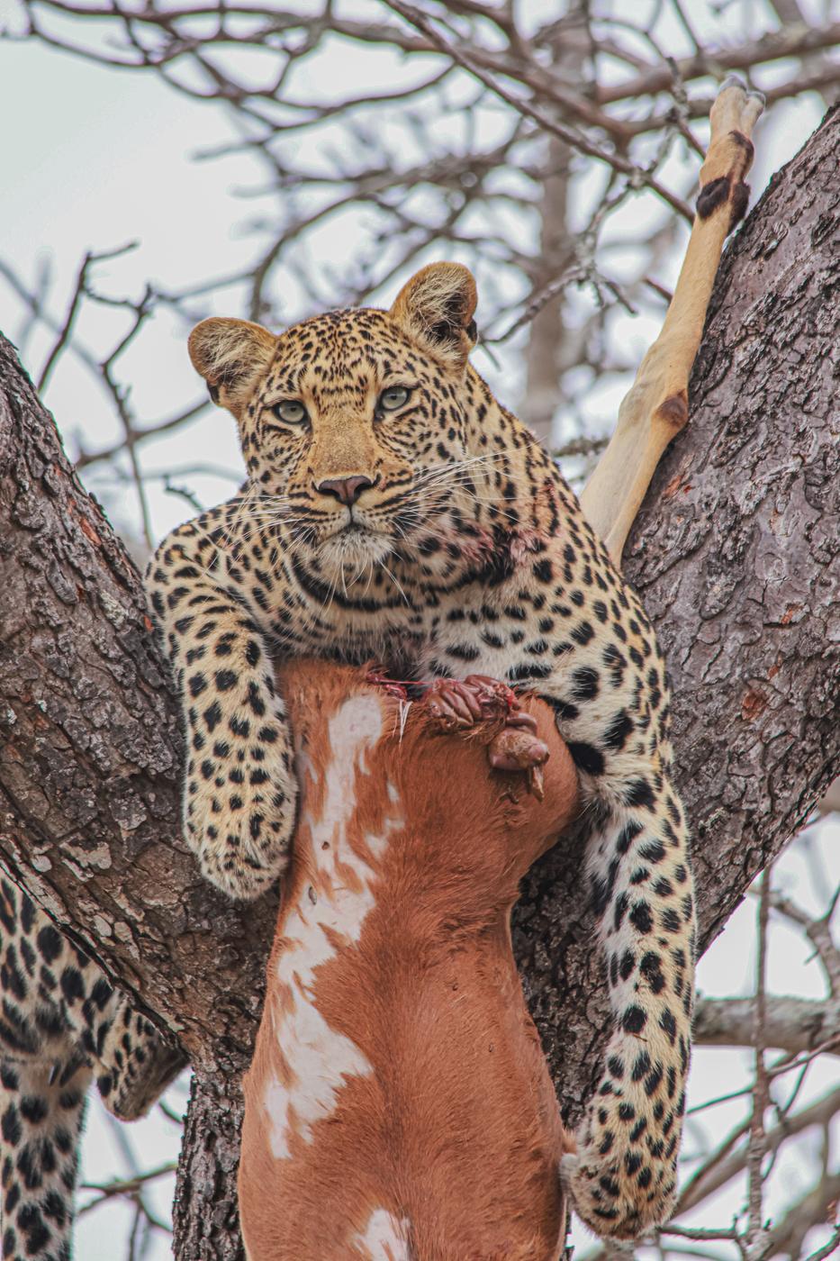 Leopard with a kill in a tree