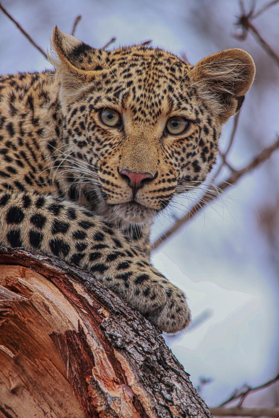 Leopard on a fallen branch