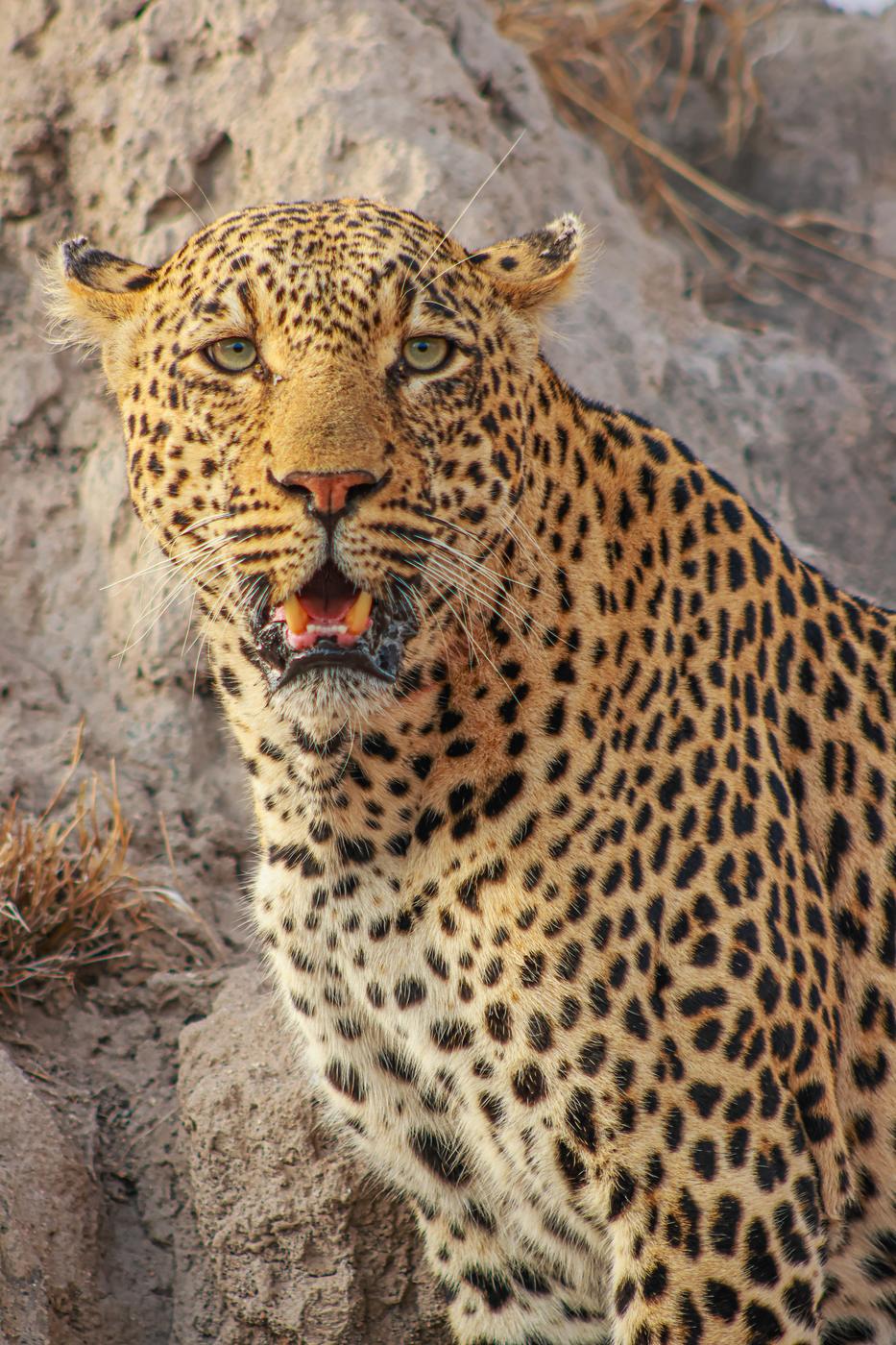 Leopard snarling