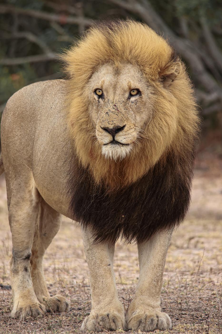 Male lion standing
