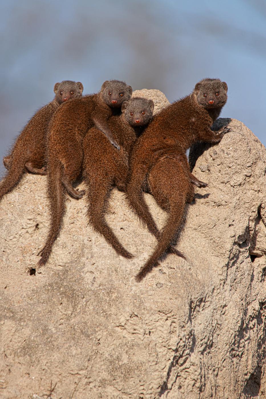 Dwarf mongooses on a termite mound