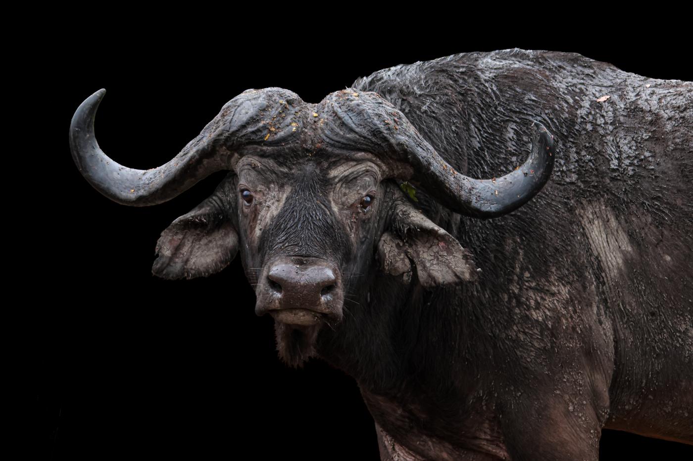 Cape buffalo bull, low key