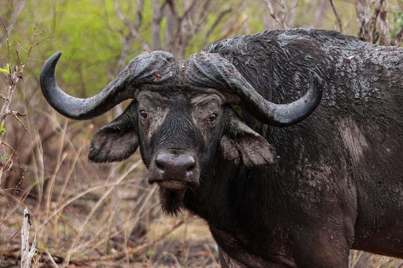 Cape buffalo bull