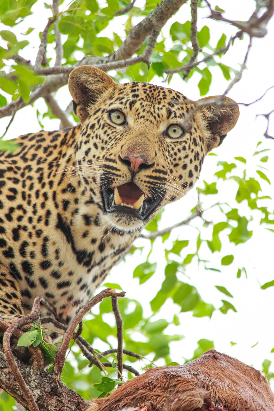 Leopard in a green canopy