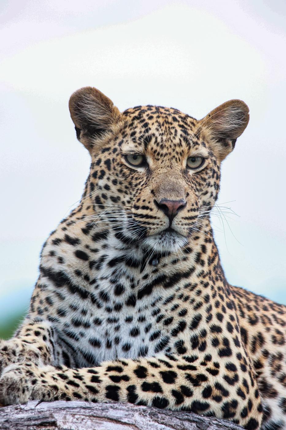 Leopard portrait