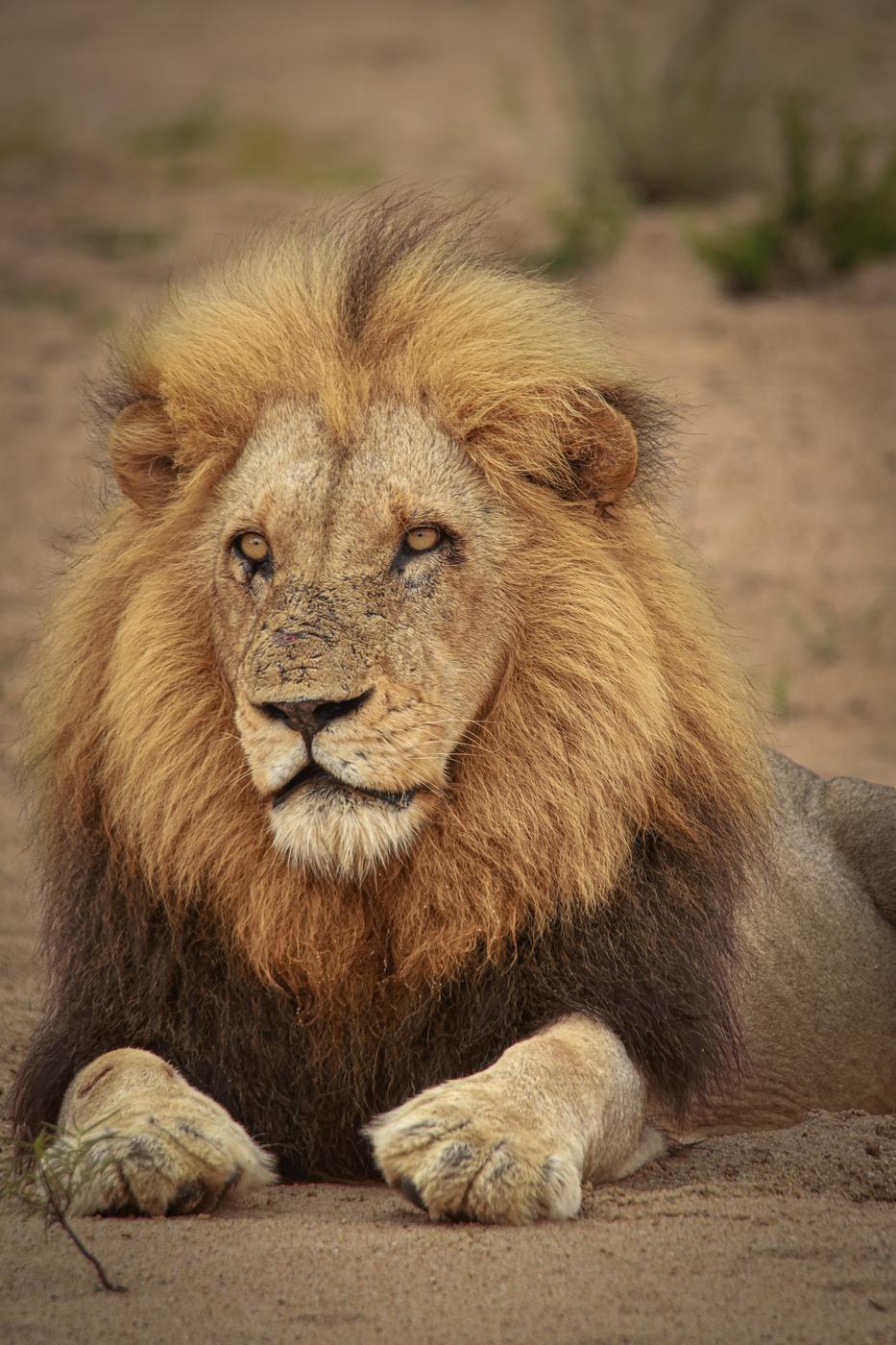 Male lion lying in sand