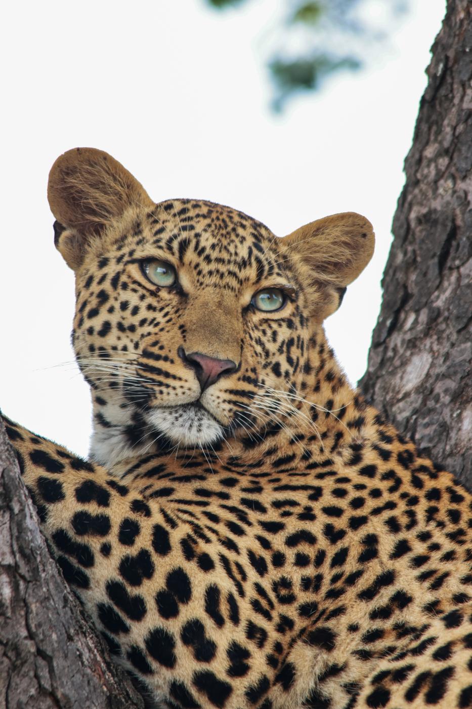 Leopard against a bright sky