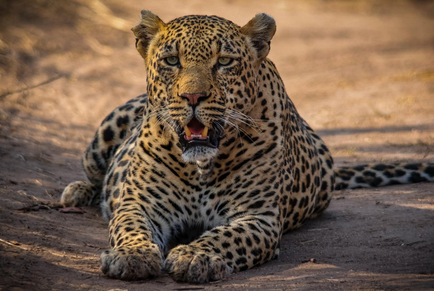 Leopard resting on rock