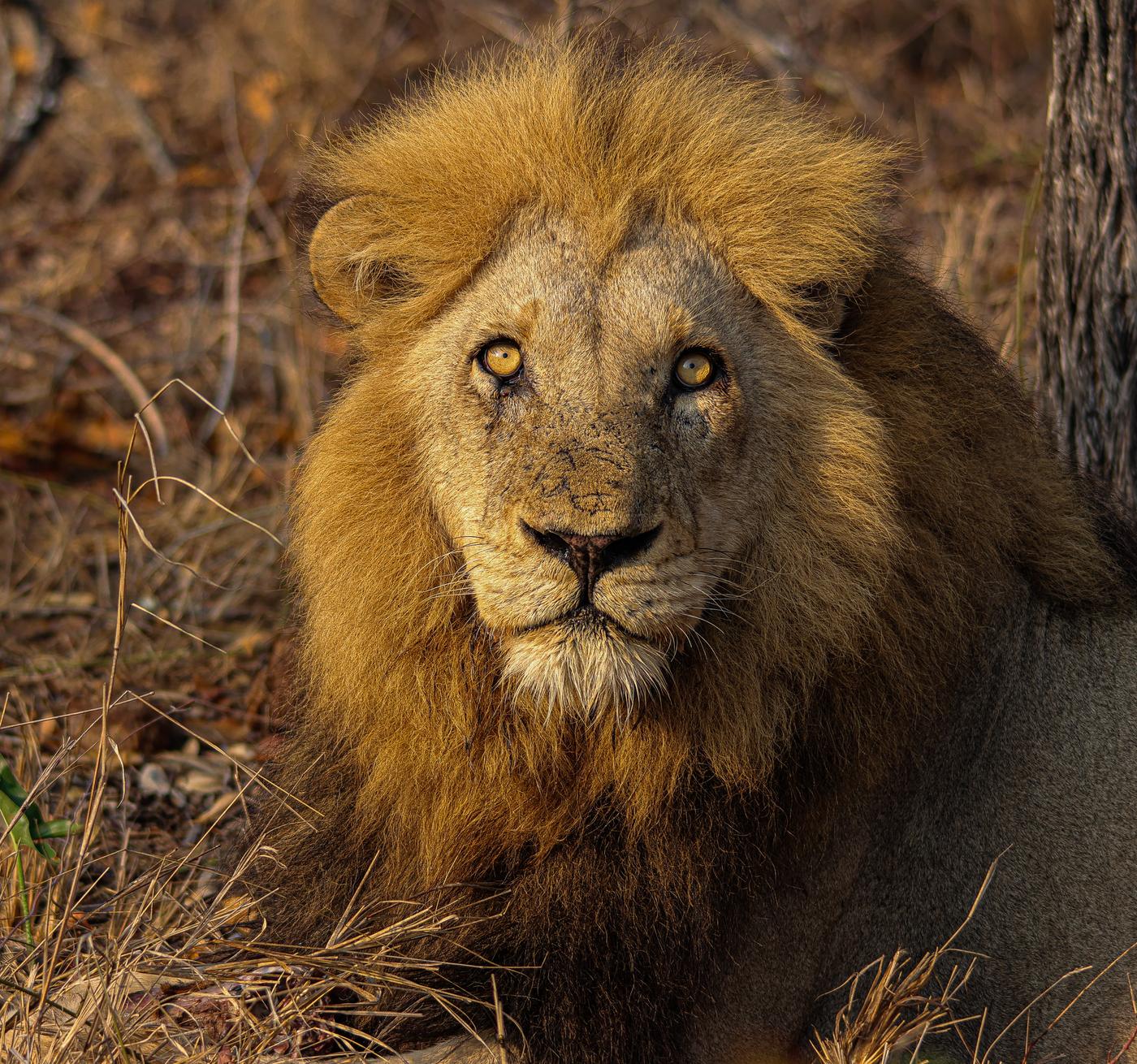 Male lion in dry grass