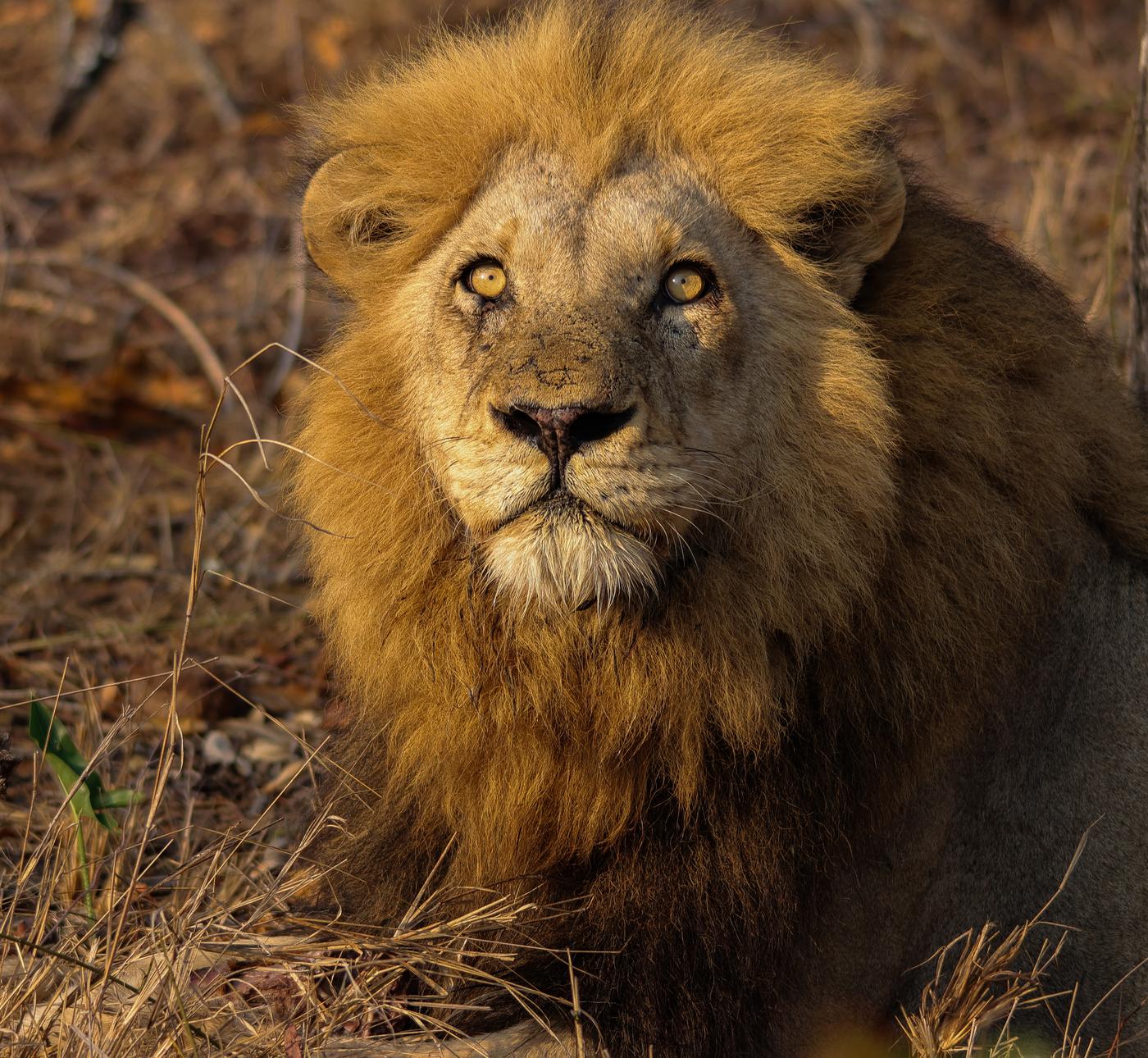 Male lion portrait