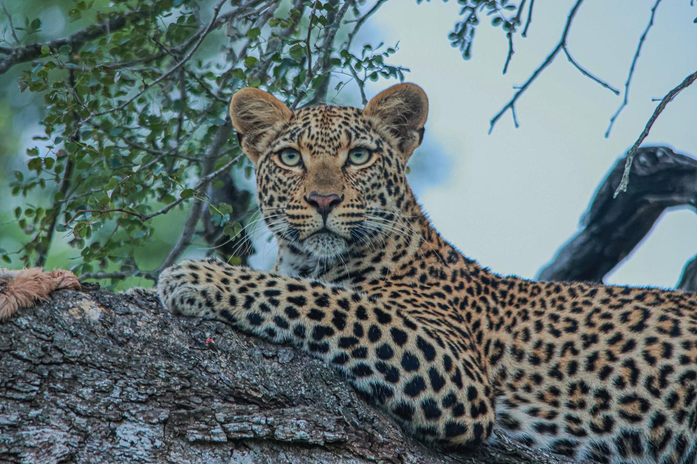 Leopard on a branch