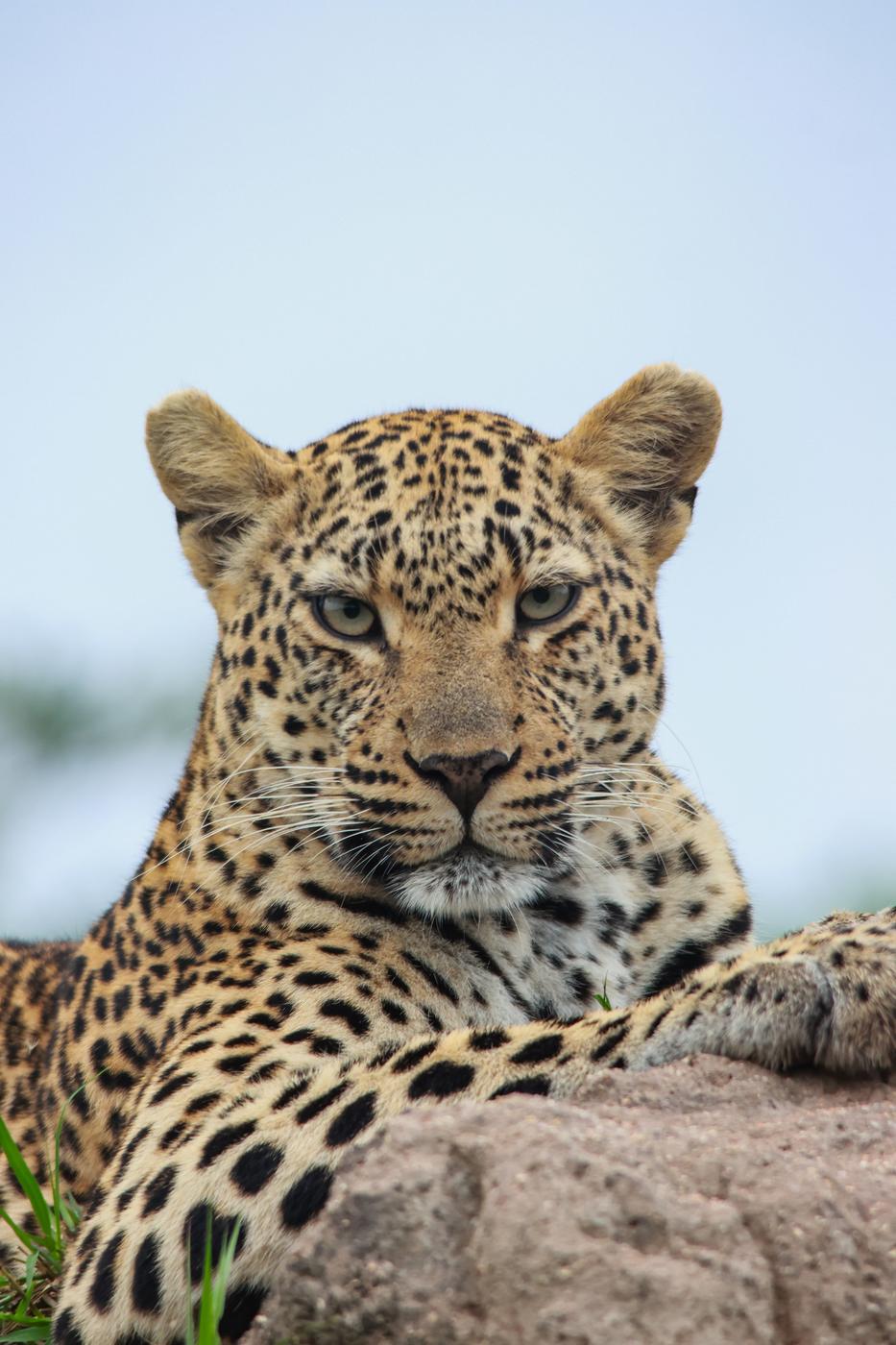 Leopard on a rock
