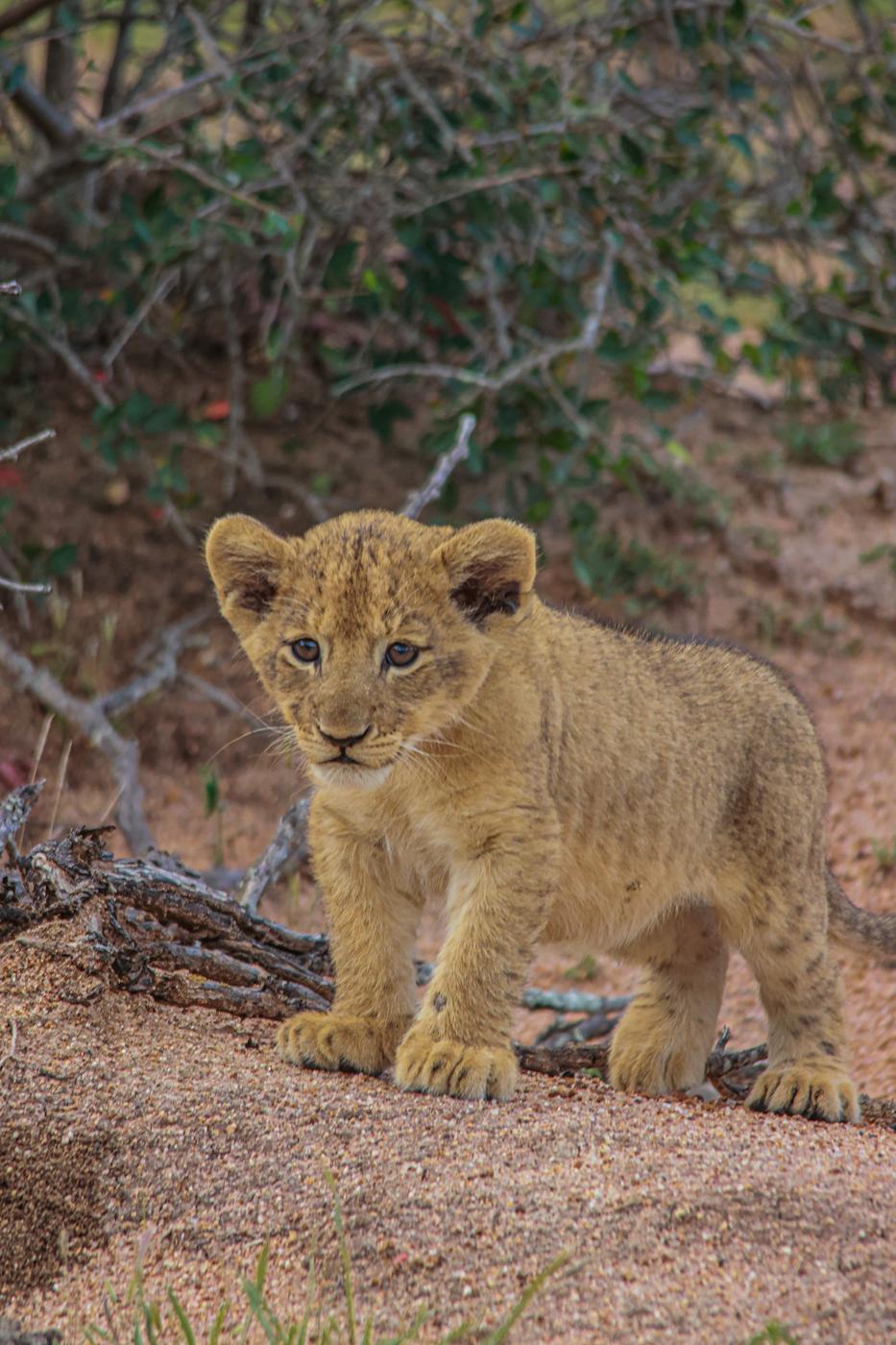 Lion cub walking