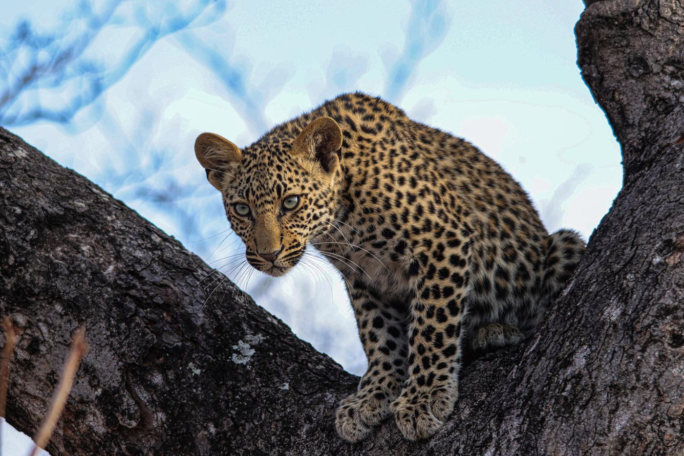 Young leopard in a fork of a tree