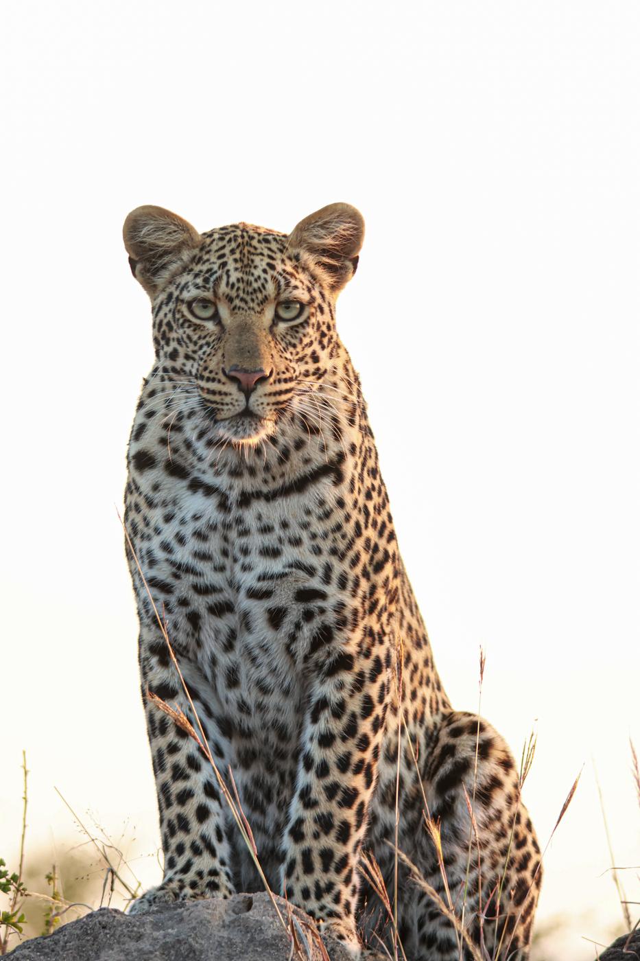 Leopard at first light
