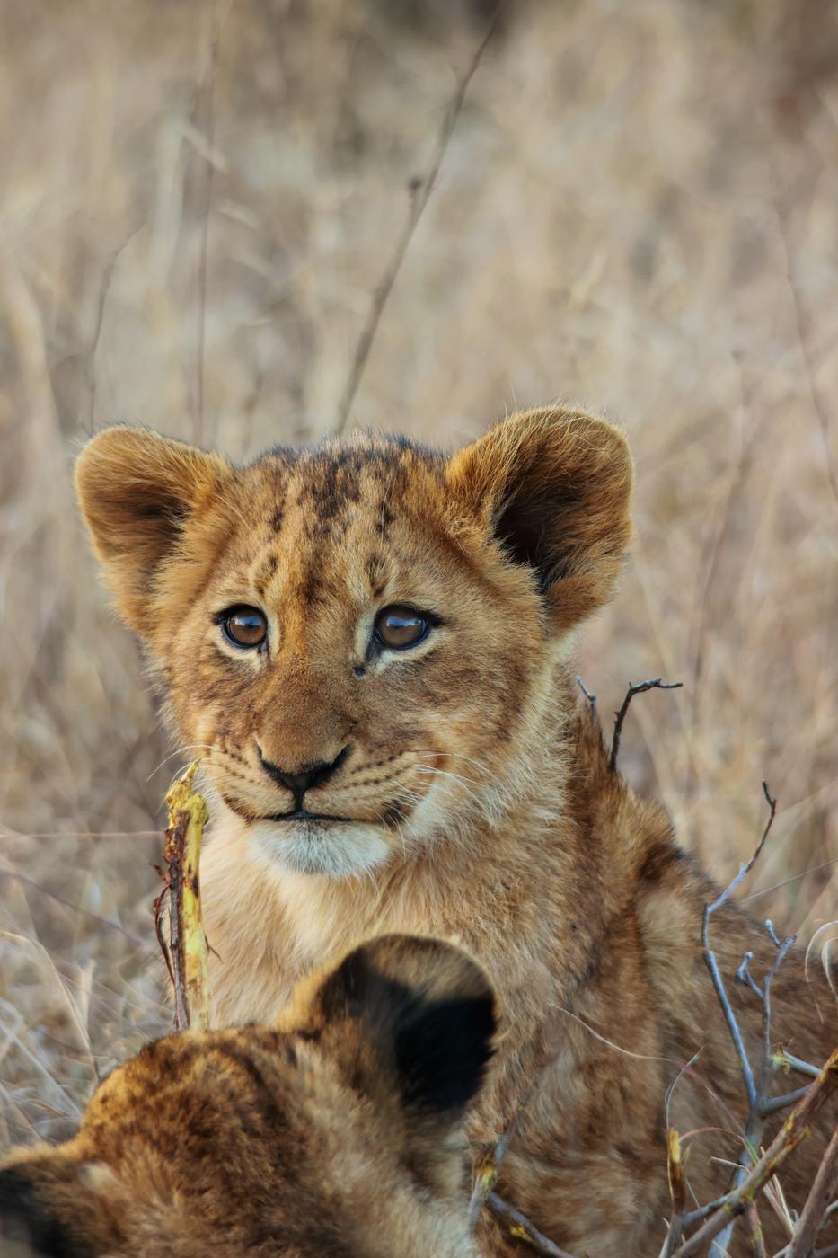 Lion cub in the grass