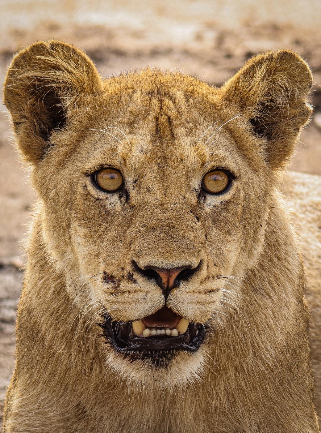 Young lion portrait