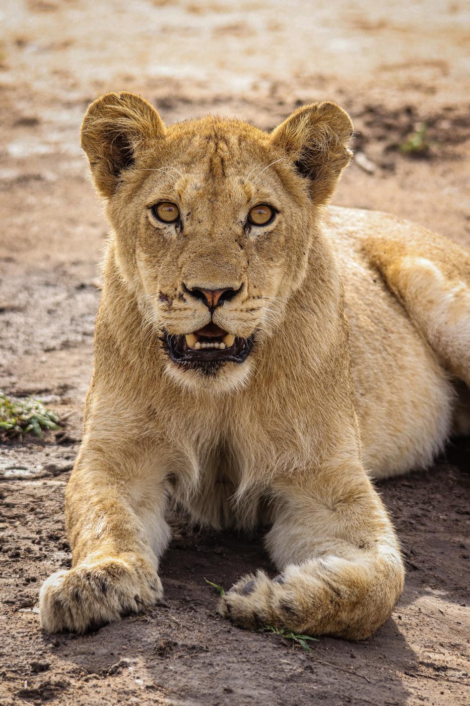 Lion cub resting in the grass