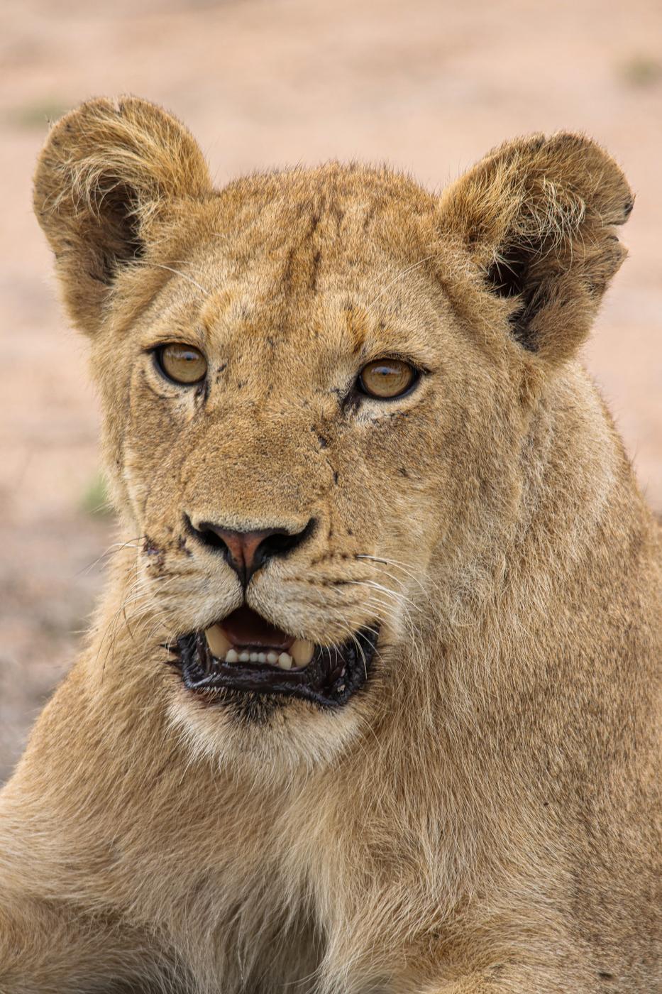 Young lion, close