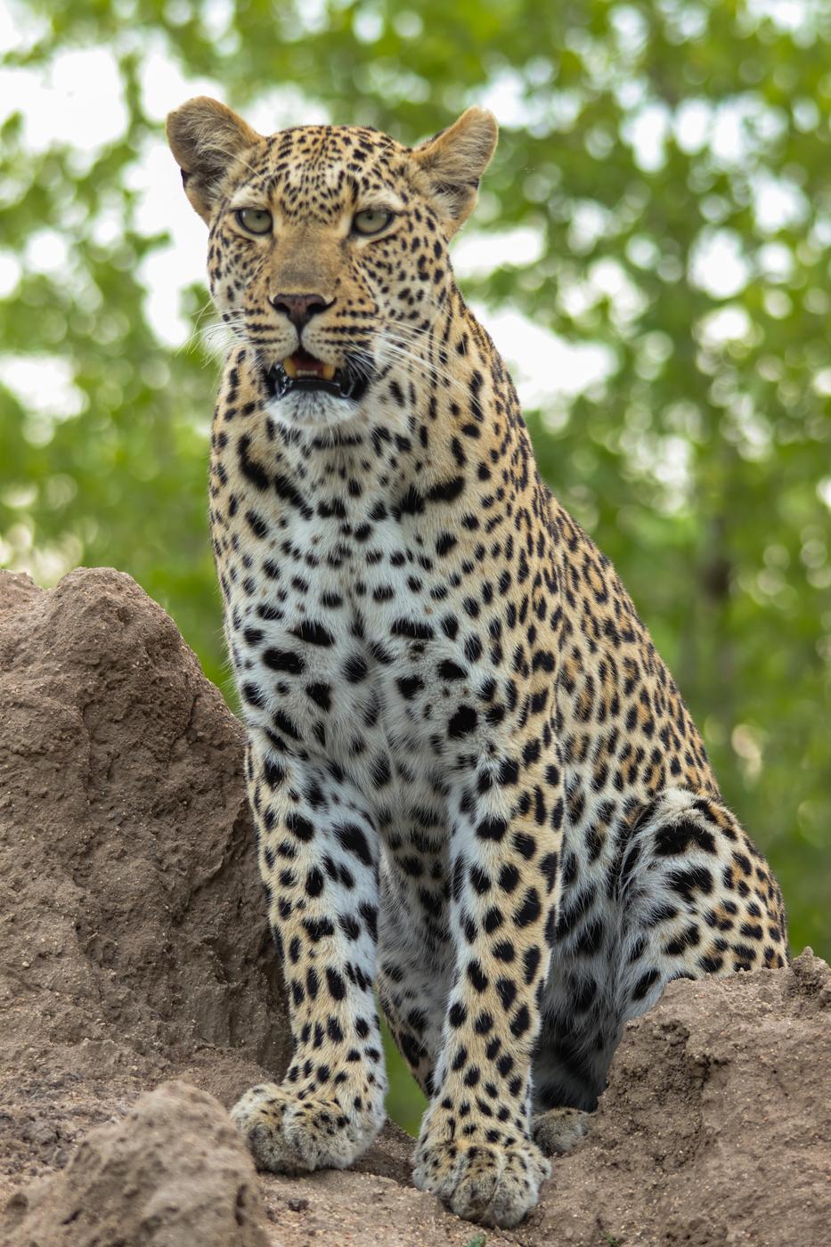 Leopard on a termite mound