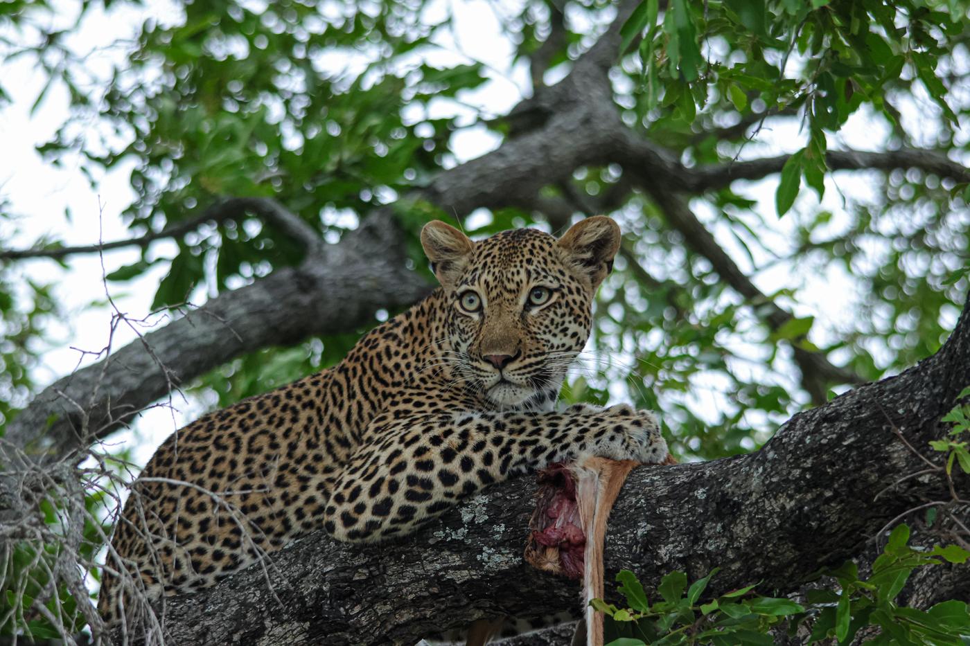 Leopard feeding in a tree