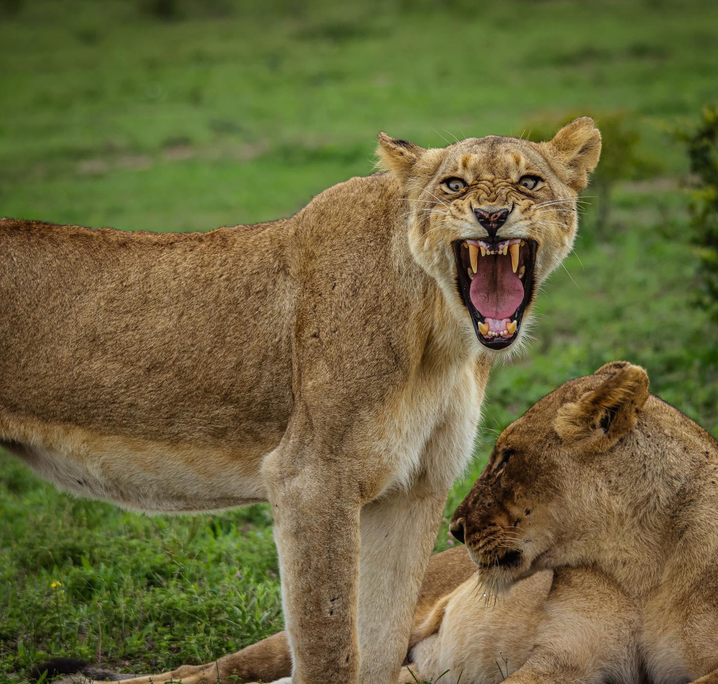 Lioness snarling