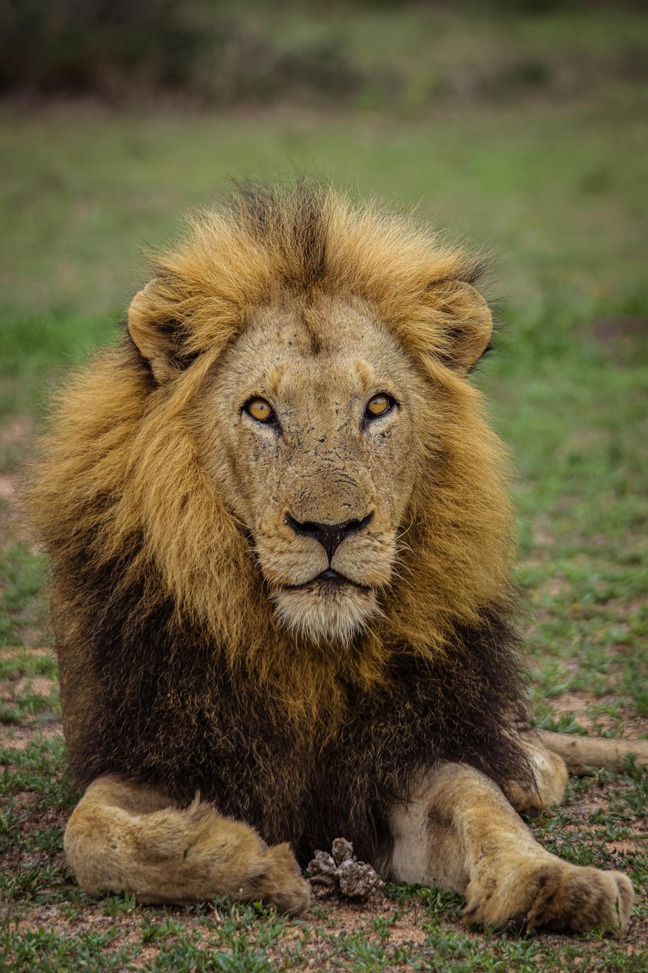 Male lion in green grass