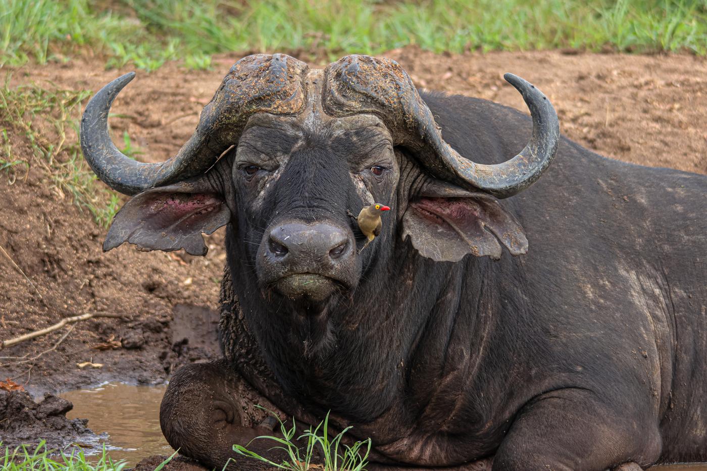 Cape buffalo in mud