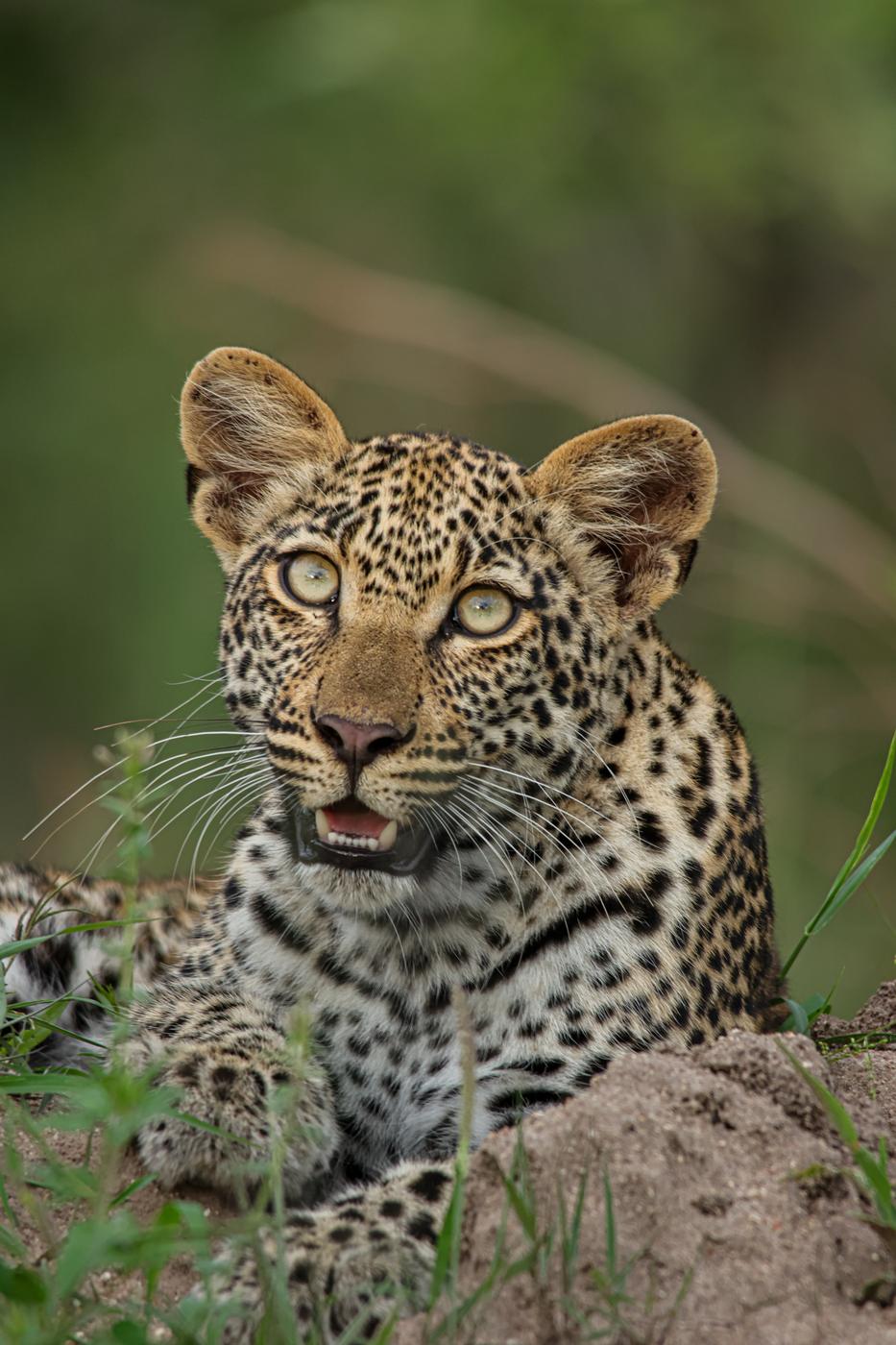 Leopard on a mound