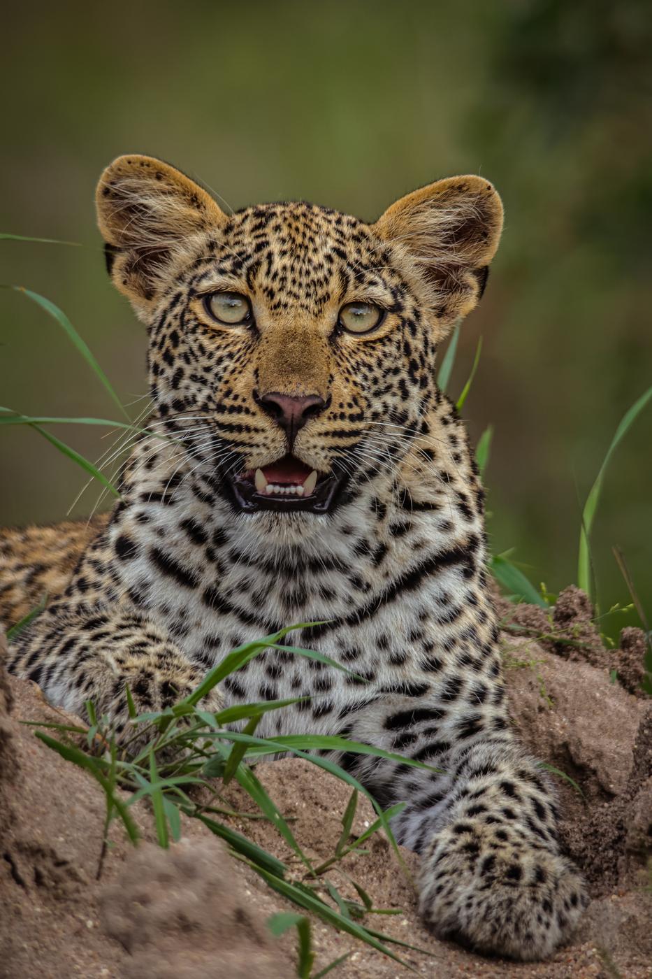 Leopard portrait in grass