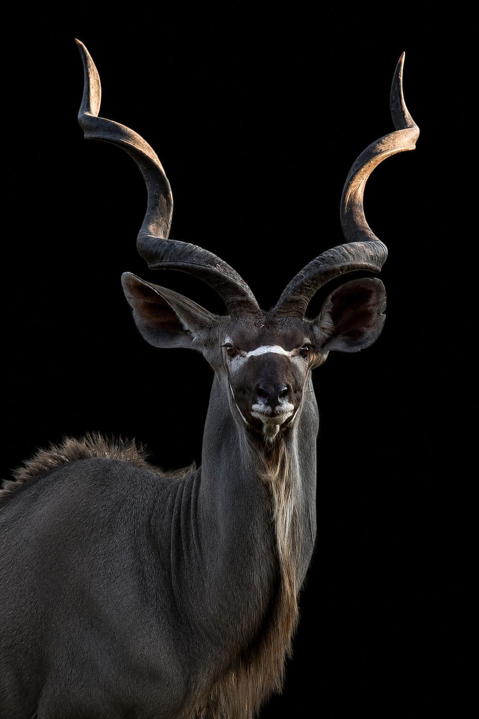Greater kudu bull, low key