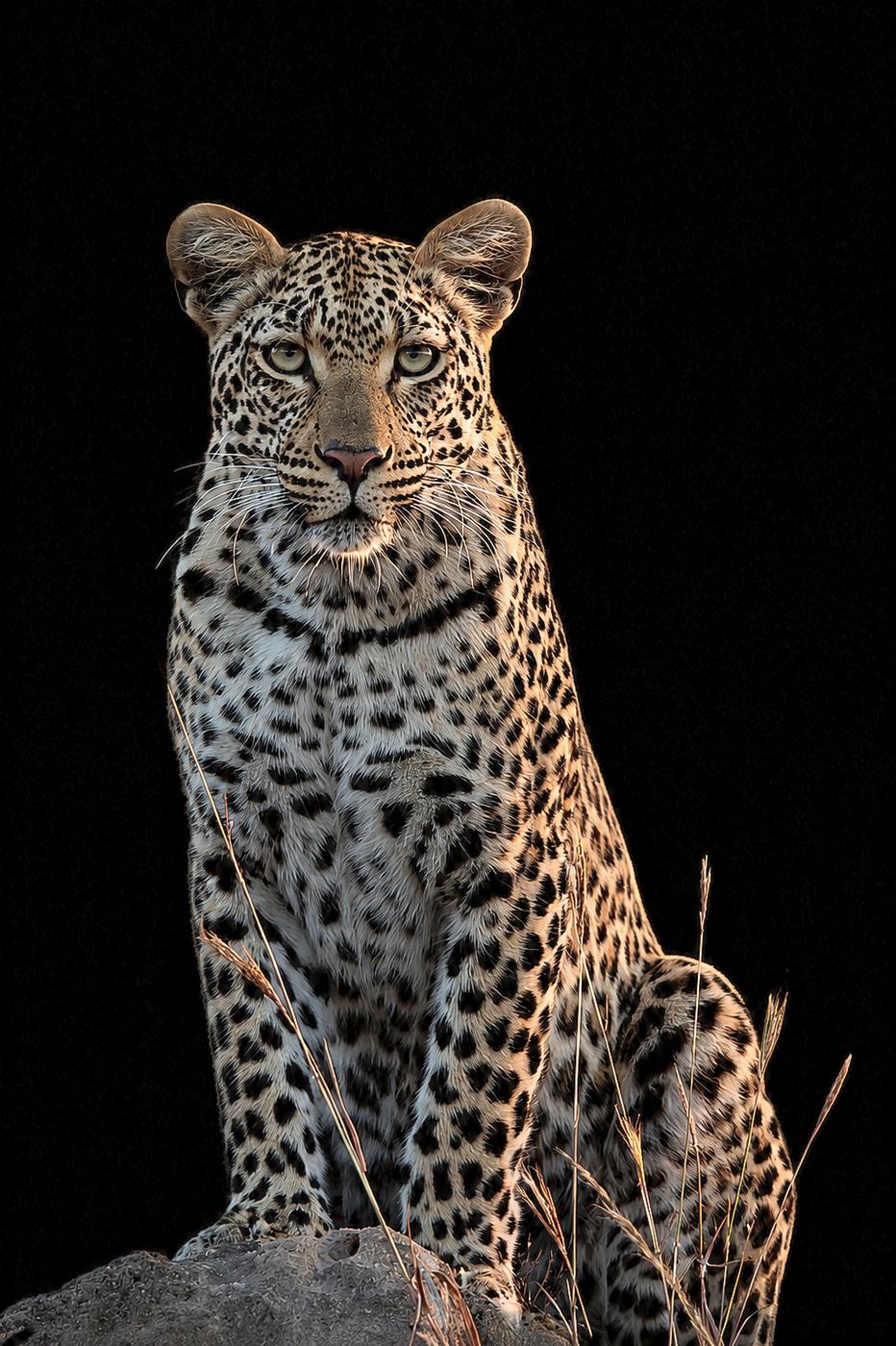 Leopard at night, low key